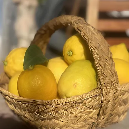 Casa Limonero *